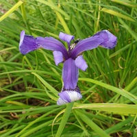 Iris douglasiana